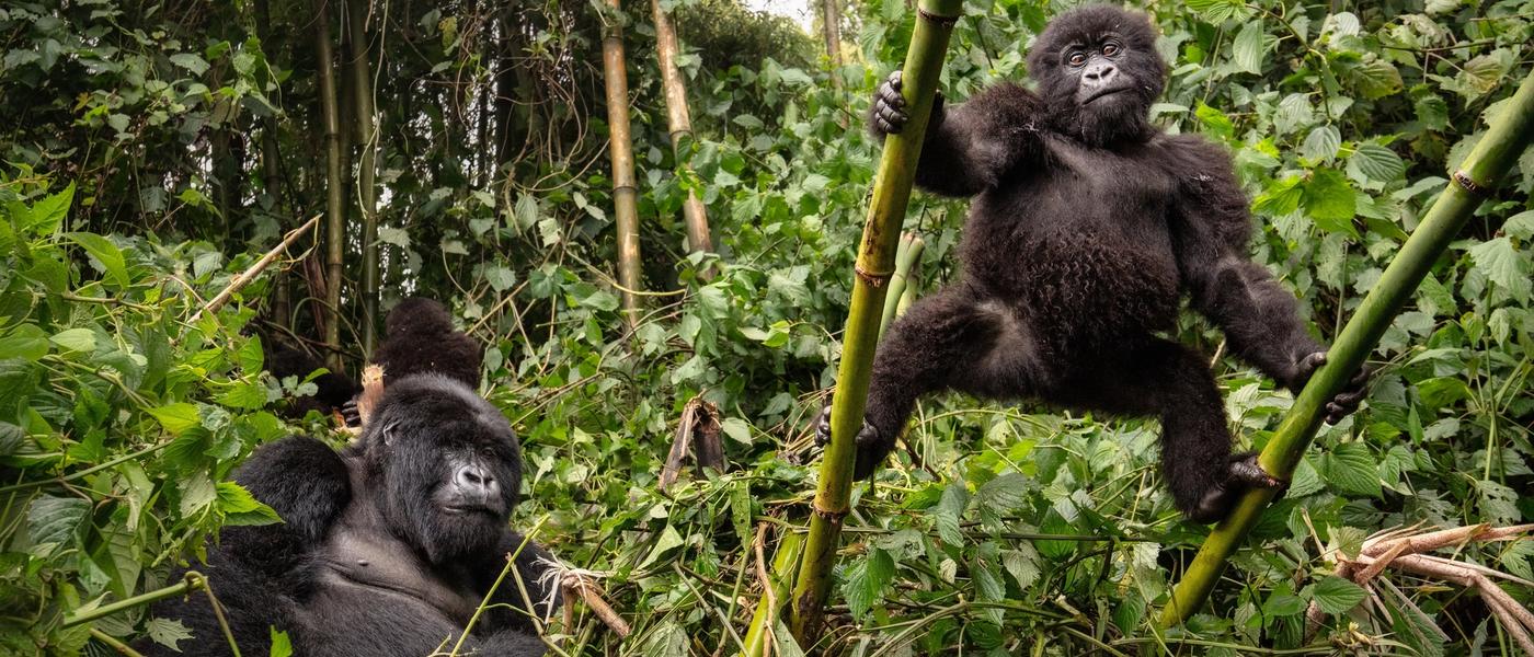 Rwanda vs Congo: Which One is Best for Gorilla Trekking?