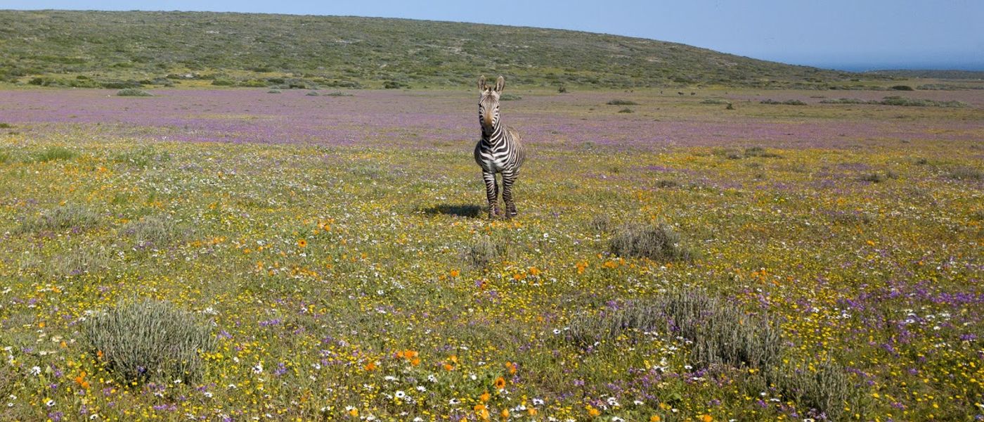 Florescer: tudo sobre a temporada de flores da África do Sul