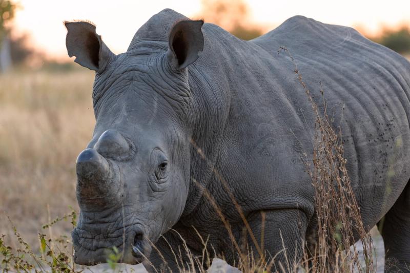 A white rhino standing in the grasslands of the Sabi Sand reserve at sunset.