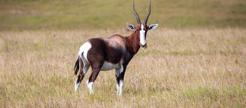 Buntbock in Südafrika
