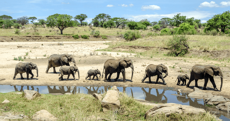 A family of elephants walks in single file past a waterhole, reflecting the wildlife gatherings of Africa in September.