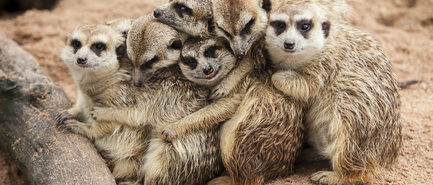 Where to See Safari Animals in the Wild