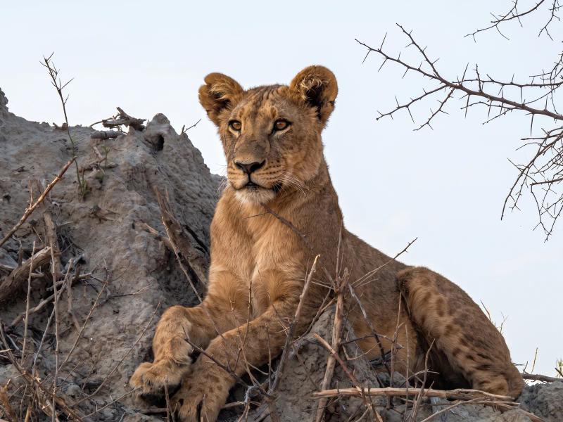 Lion cub perched on a termite mound in Botswana's Okavango Delta.