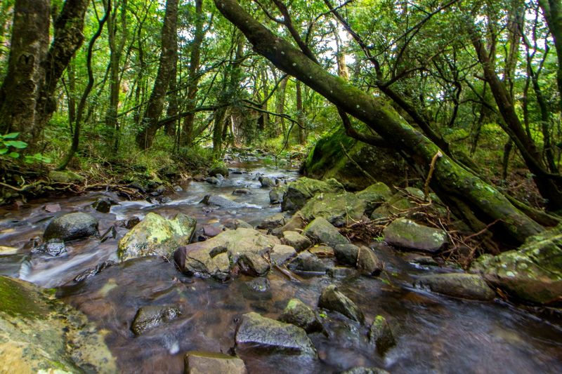 Enchanted view of a mountain stream, flowing through a hidden montane forest in the Drakensberg mountains of South Africa