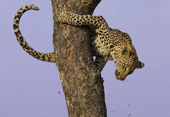 A Graceful Descent | Getaway Photographer of the Year Finalist