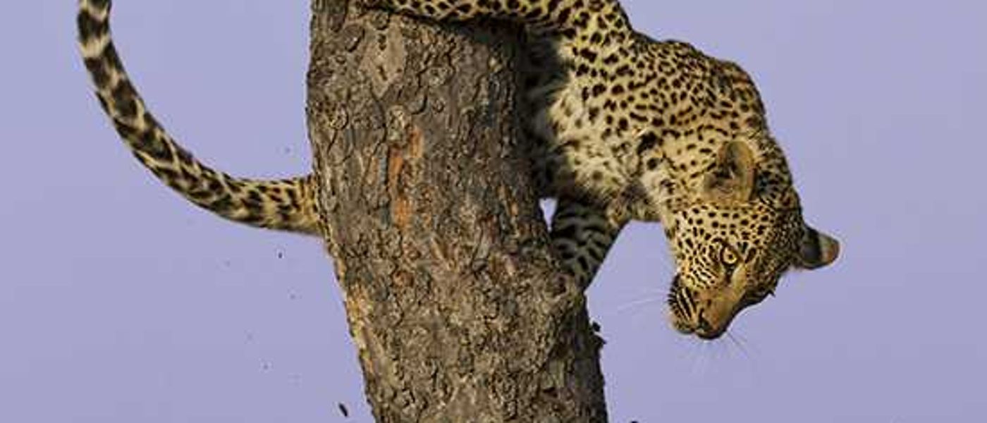 A Graceful Descent | Getaway Photographer of the Year Finalist