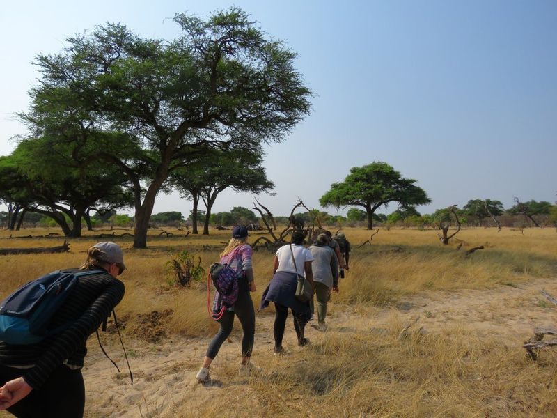 Safari à pieds au parc national de Hwange