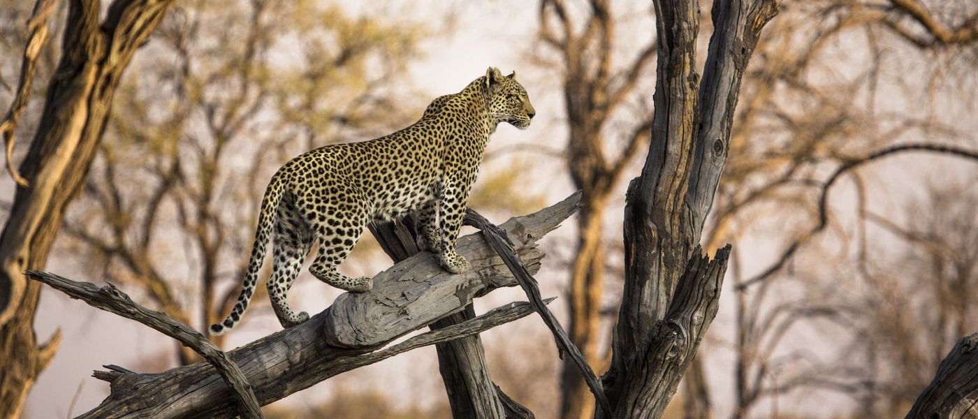 Will Rhino Africa Survive Covid-19?