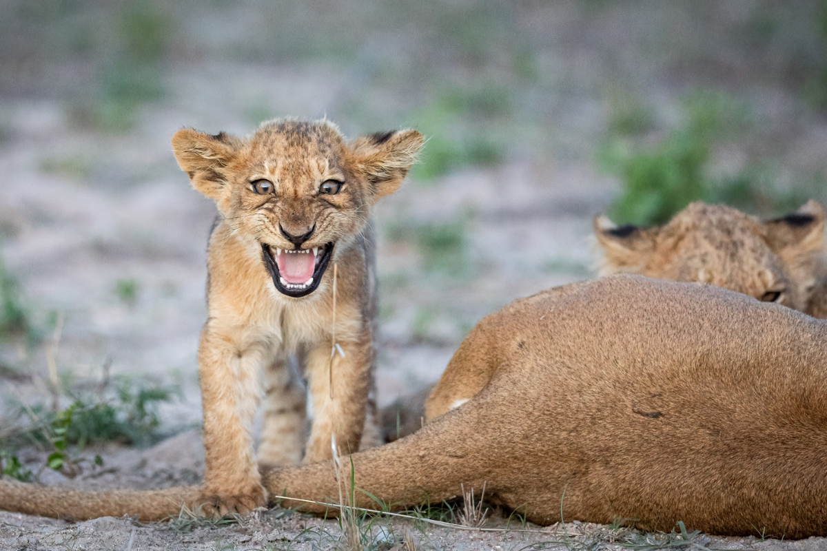 From Leopard Dinner Parties to Lion Love Triangles, Belinda Hit the Safari Jackpot!