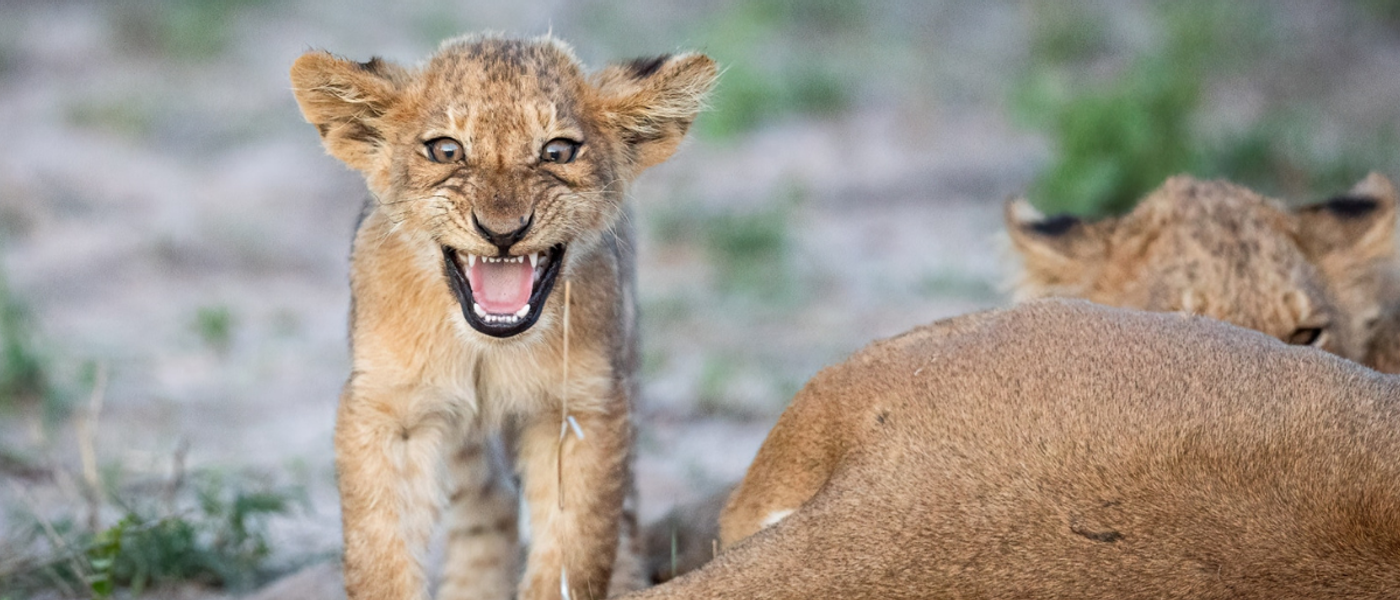 From Leopard Dinner Parties to Lion Love Triangles, Belinda Hit the Safari Jackpot!