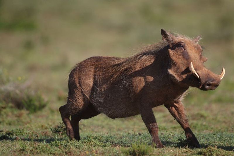 El famoso Pumba, de El Rey León, en la vida real