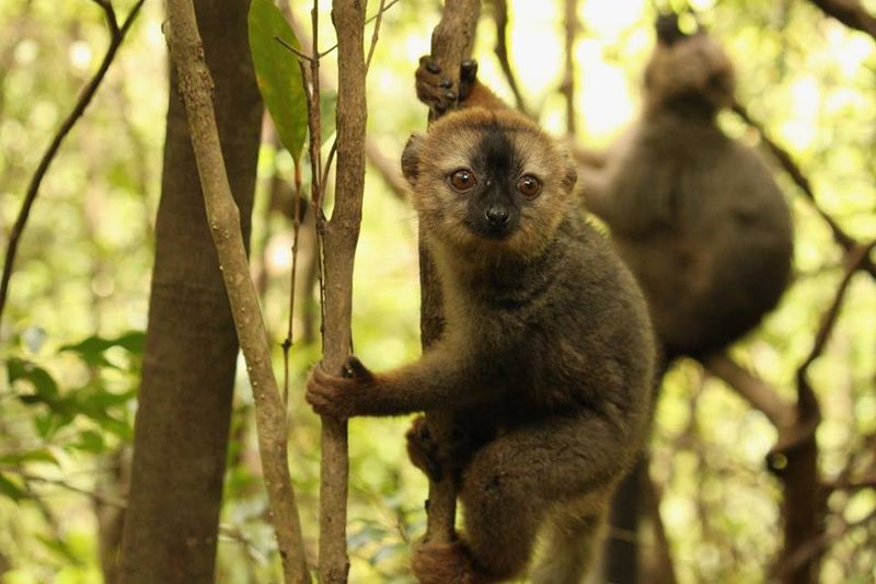 A small lemur in Madagascar