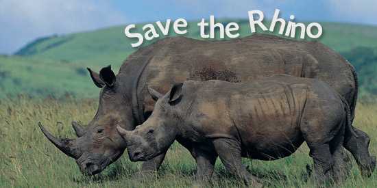 Critically Endangered Rhinos Need All The Help They Can Get!