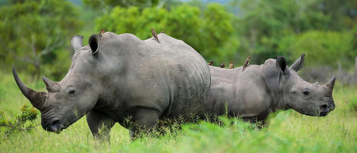 Rhinos in Pictures