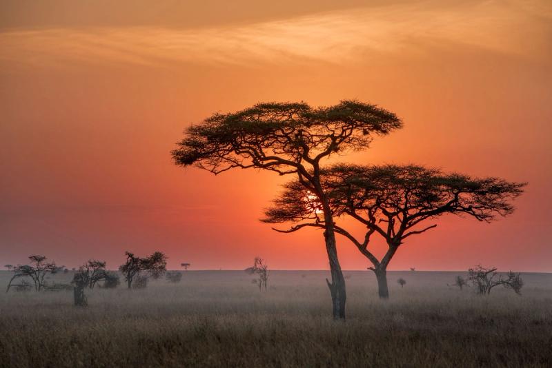 Experience picturesque sunsets in the Serengeti