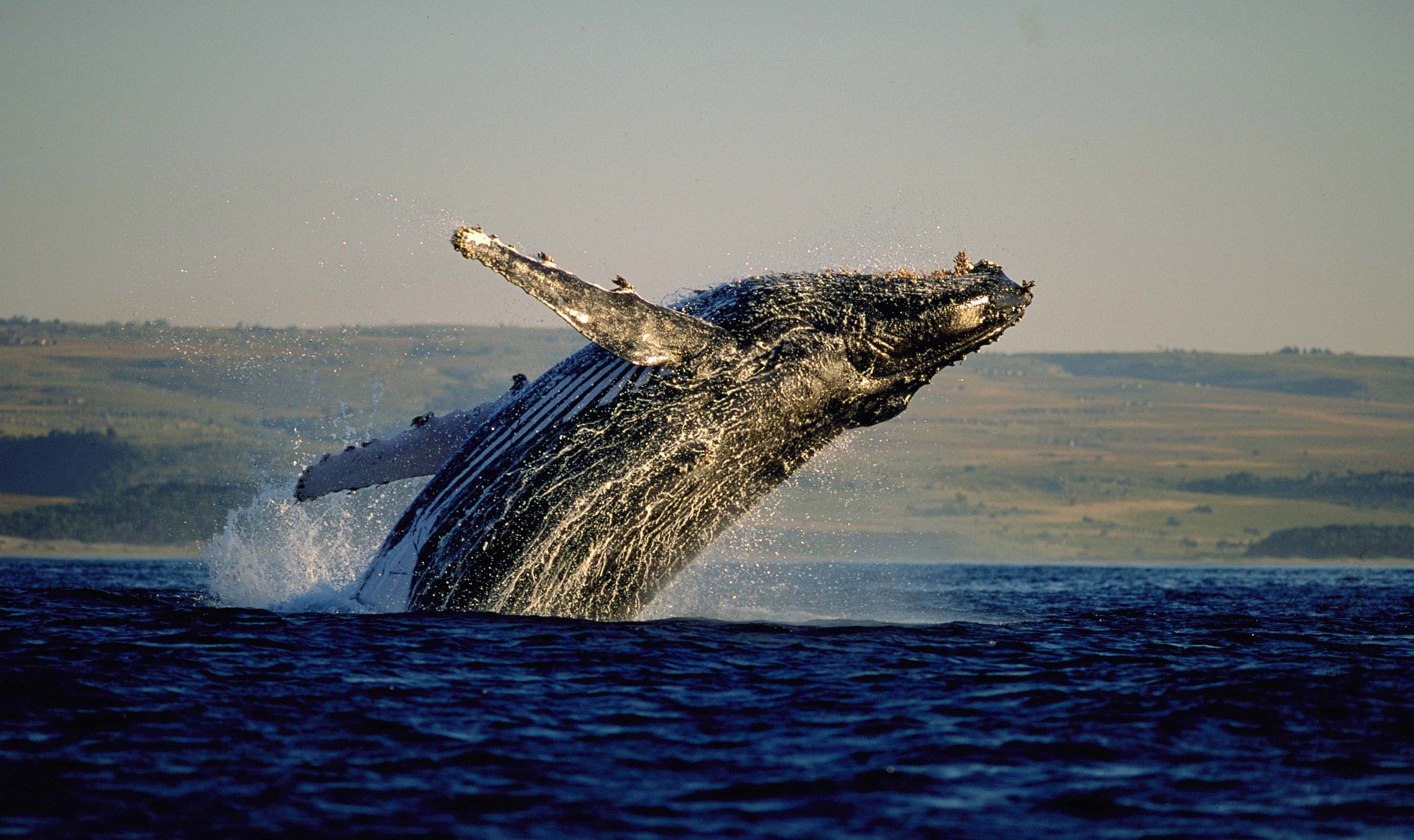 Où et quand observer les baleines en Afrique du Sud ?