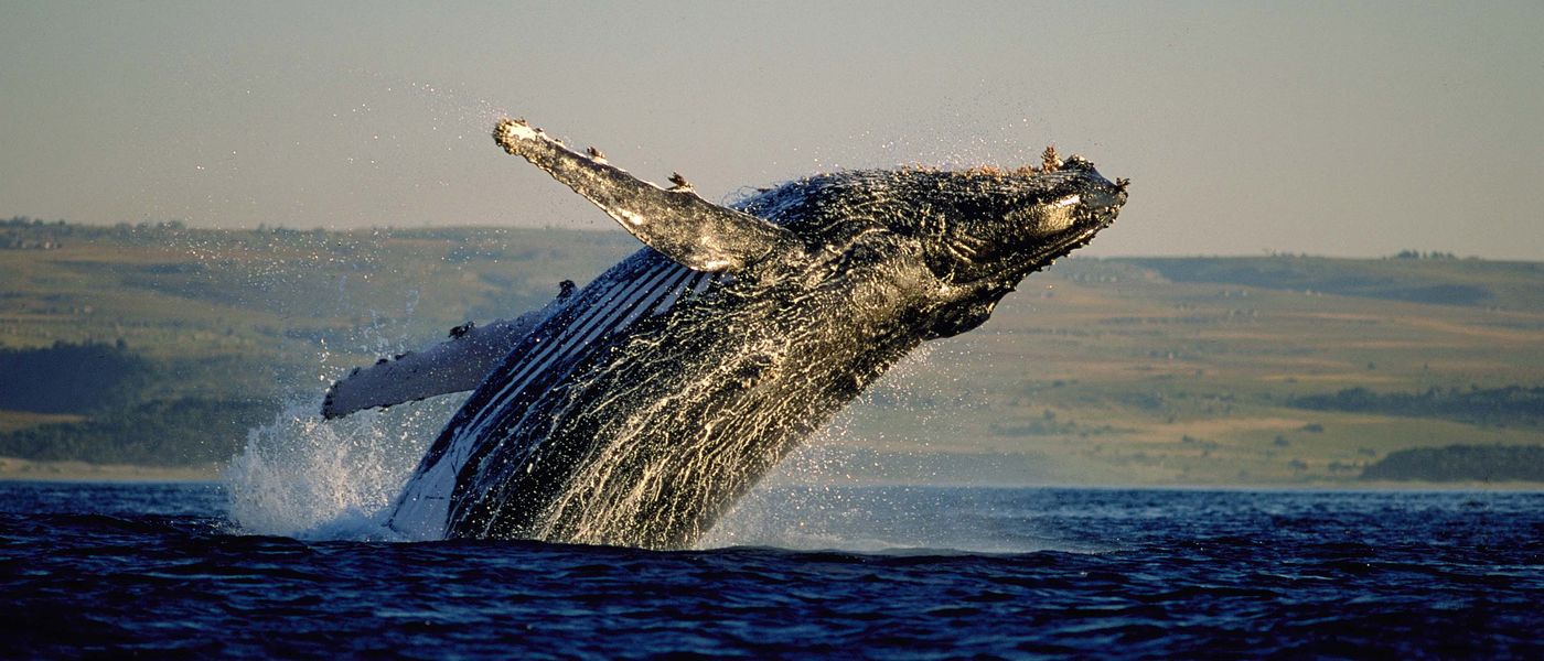 Où et quand observer les baleines en Afrique du Sud ?
