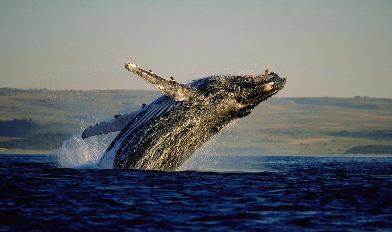 Whales in hermanus - things to do in Cape Town