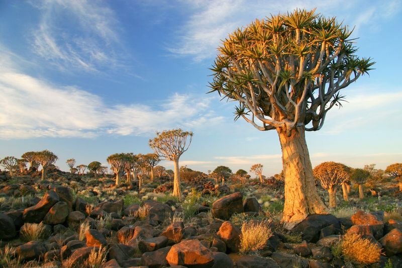 quiver tree forest found among the boulders