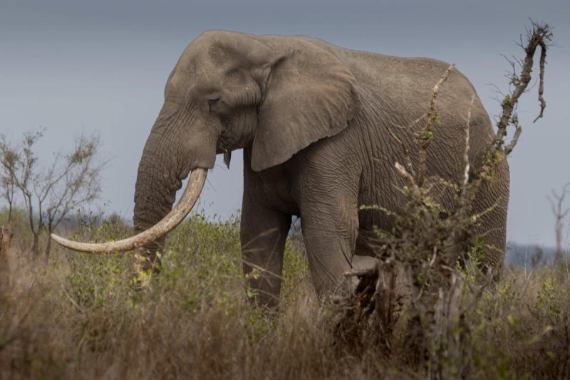 elephant-in-kruger-national-park