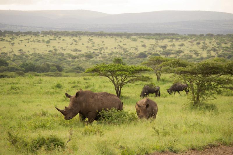 Nashörner im Reservat von Thanda Safari