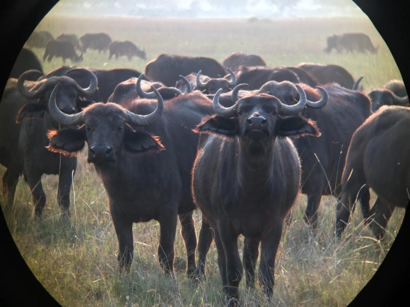 iphone photography binoculars buffalo
