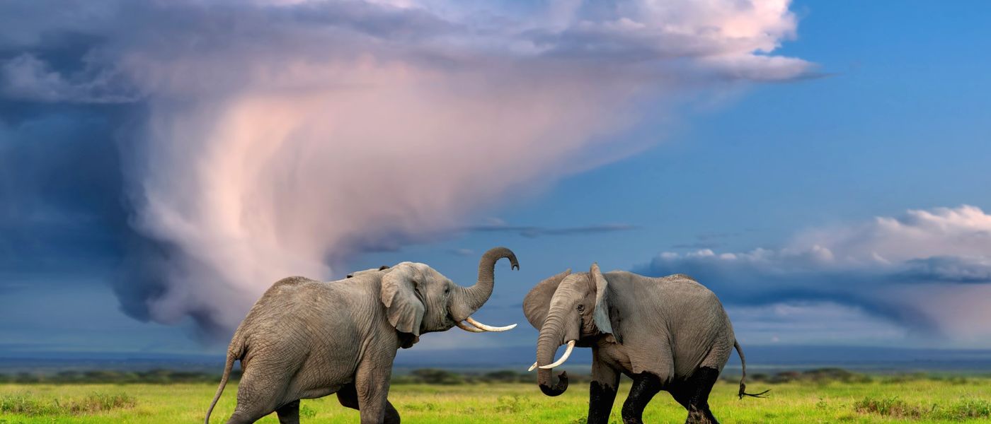 Botswana vs Kruger: Which Destination Offers the Best Safari?