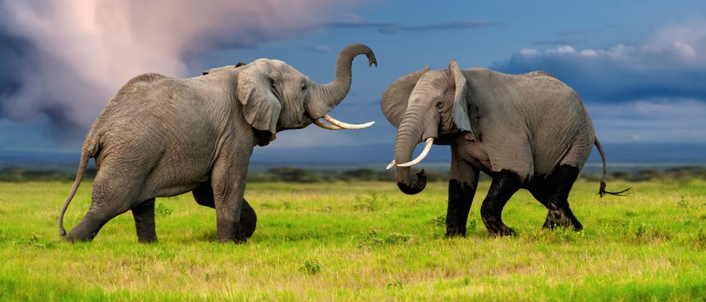 Botswana vs Kruger: Which Destination Offers the Best Safari?