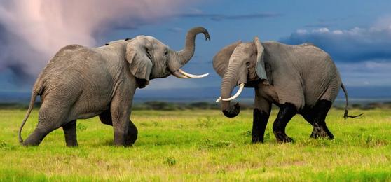 Botswana vs Kruger: Which Destination Offers the Best Safari?