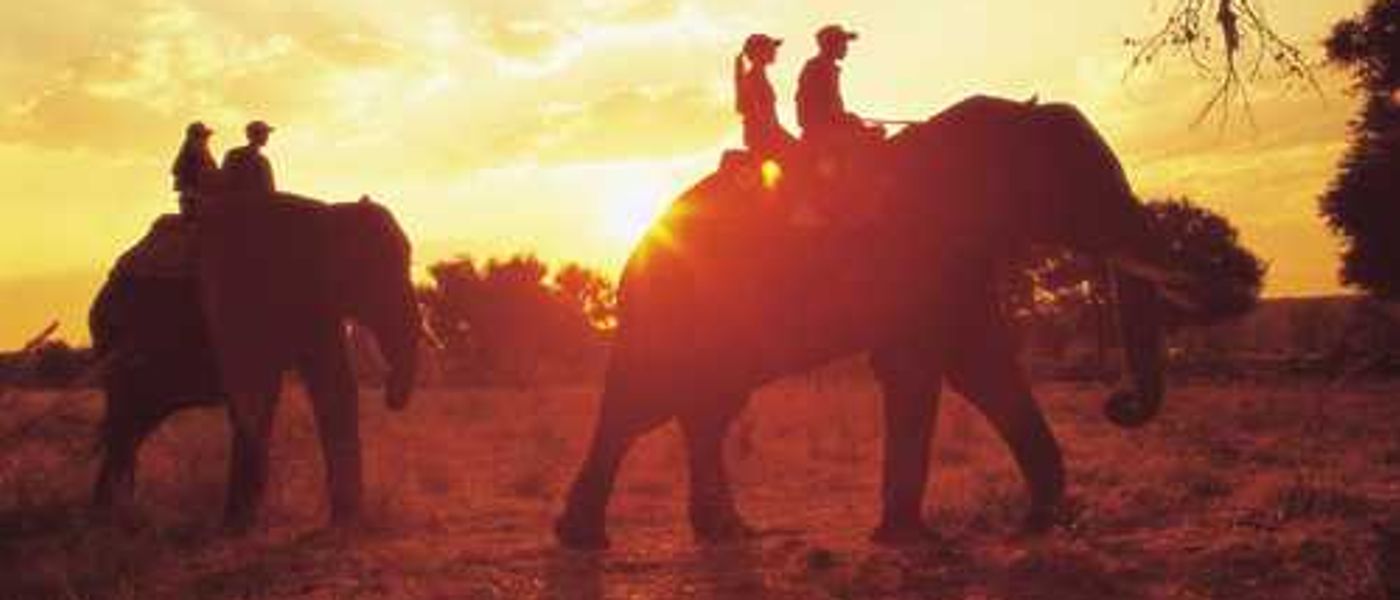 A Pachyderm Safari