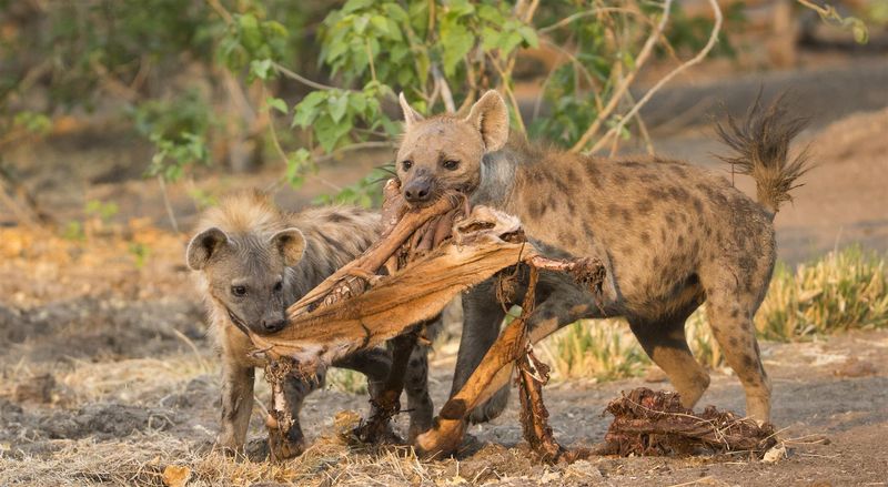 Hyena cubs feeding