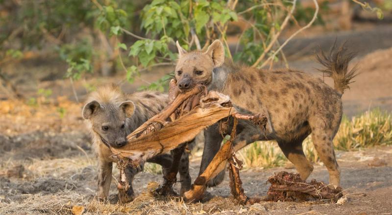 Hyena cubs feeding
