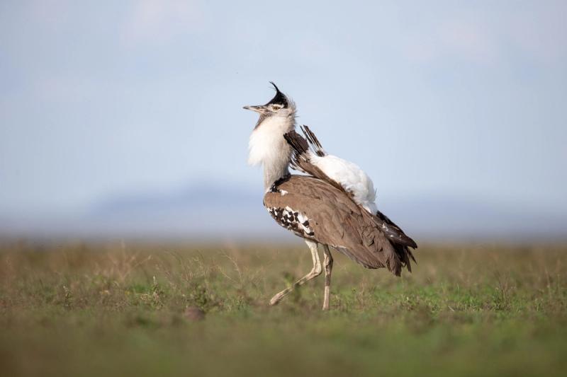 A Kori bustard steps confidently across the grasslands during a safari in October.