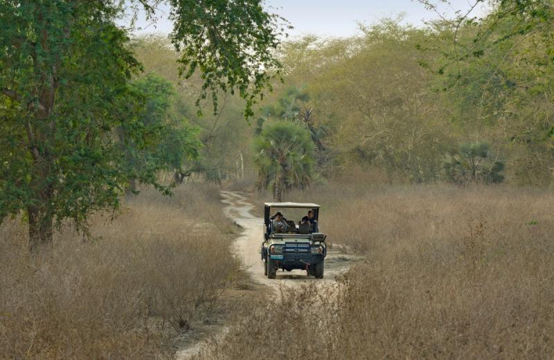 A safari vehicle carrying passengers drives along a narrow dirt track through dry woodland, reflecting the impact in Gorongosa where access, presence, and stewardship intersect.