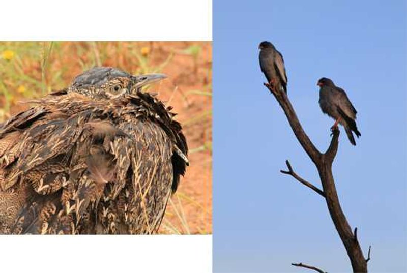 Birdlife