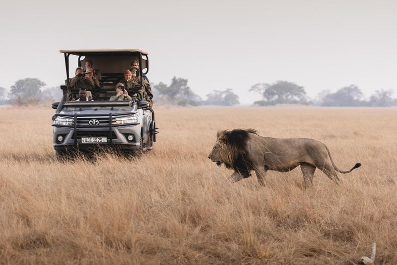 A safari vehicle filled with guests watches a black-maned lion walking through the golden grass of Kafue National Park