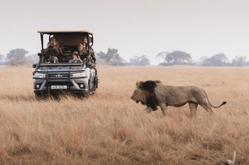 A safari vehicle filled with guests watches a black-maned lion walking through the golden grass of Kafue National Park