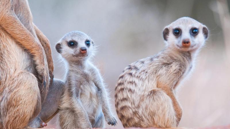 A pair of adorable meerkats, including a curious pup, sit close together, their wide eyes glancing toward the camera, surrounded by the soft colours of the Kalahari.