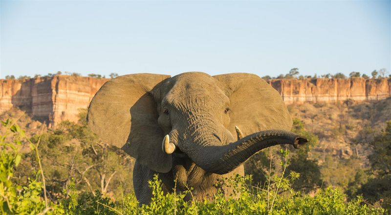 Un éléphant mâle affirmant sa présence dans le Parc national de Hwange
