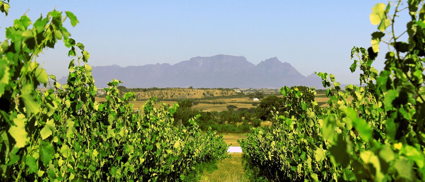 Cycling in South Africa | Explore the Winelands with Rent a Bicycle