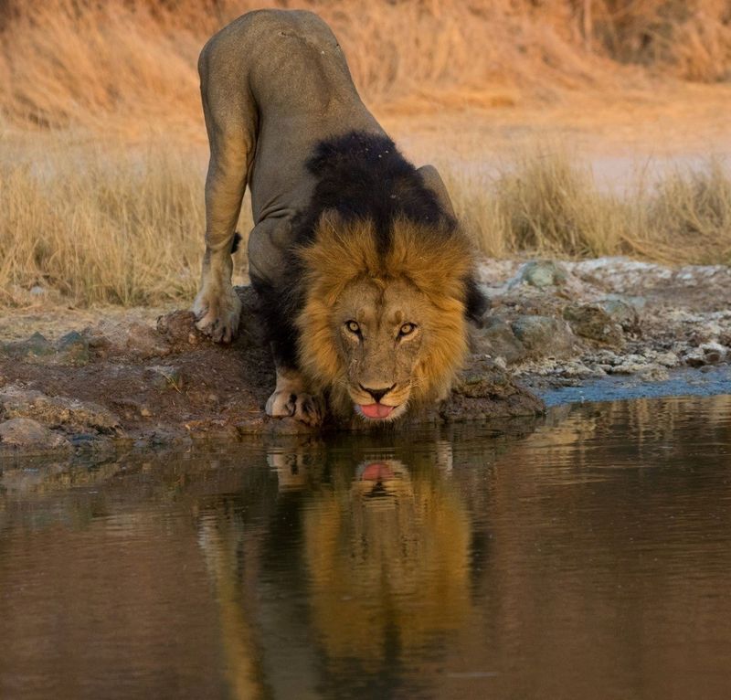 Lion buvant au bord de l'eau
