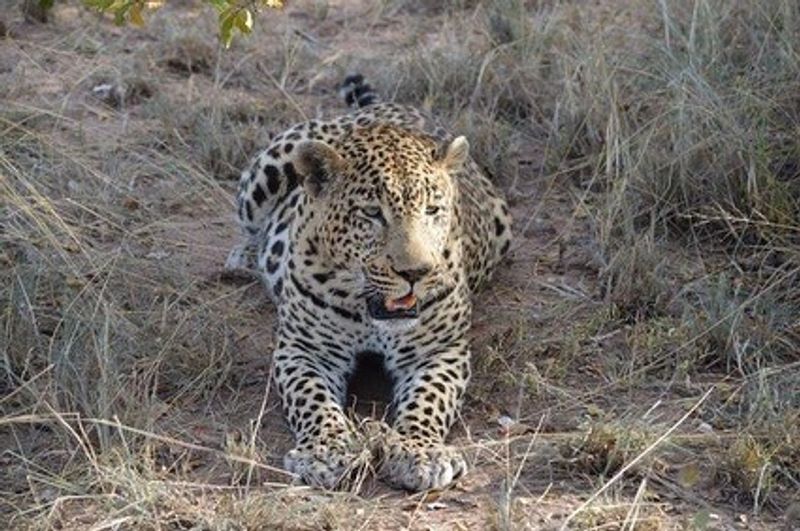 Aufnahme von Jan Suhr: im Sabi Sand Game Reserve