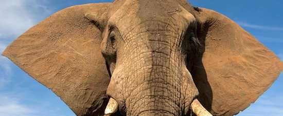 Thula Thula Game Reserve