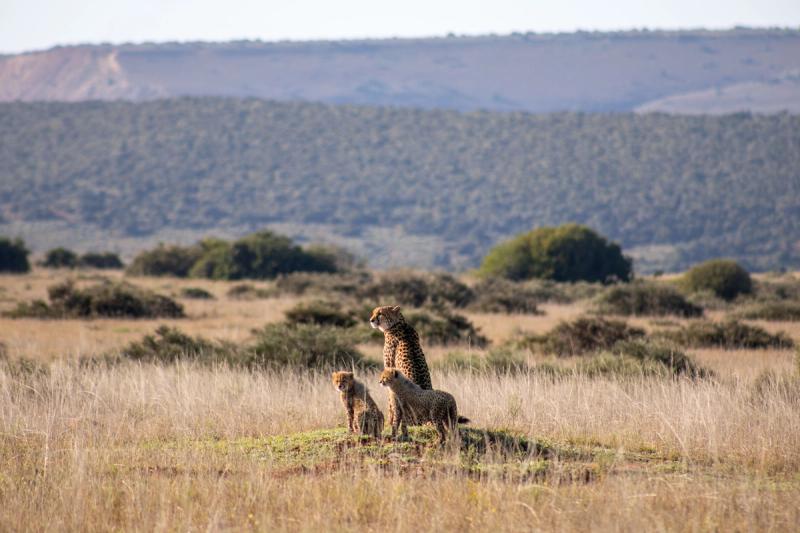 Safari an der Garden Route: Gepardenmutter mit Nachwuchs im Amakhala Game Reserve in Südafrika