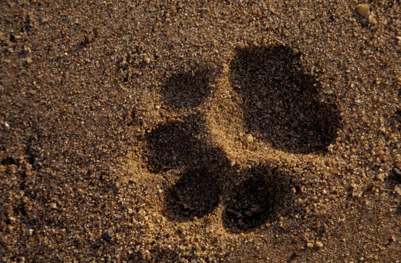 A fresh paw print pressed into sandy earth hints at the unseen presence of African animals nearby