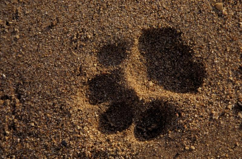 A fresh paw print pressed into sandy earth hints at the unseen presence of African animals nearby