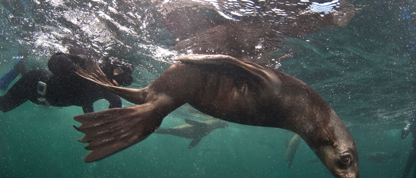 Snorkeling with the Seals of Cape Town