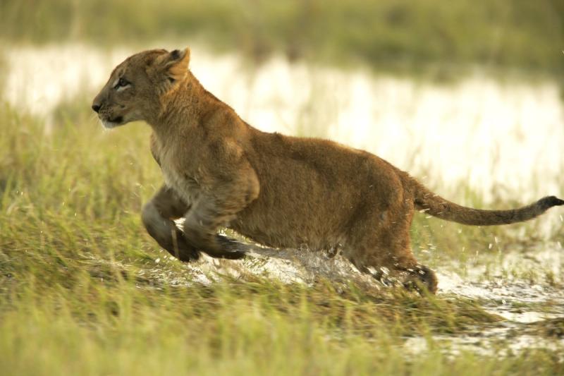 Lion cub photographed in action in Botswana