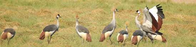 Grey Crowned Crane