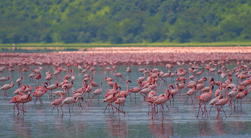 Os famosos flamingos do Lago Manyara